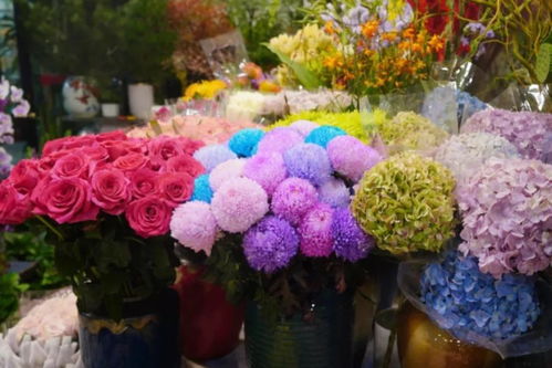 閔行兩大花卉市場 高端平價隨心選，果香花韻共徜徉