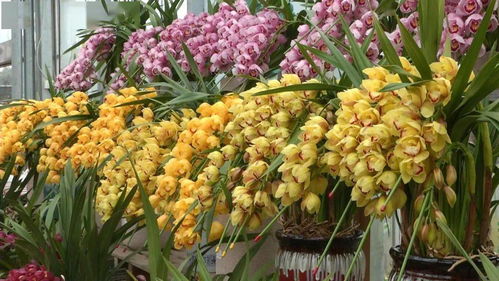 花滿金陵·美好生活 2022南京精品年宵花展暨水果嘉年華全攻略