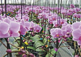 花卉世界網(wǎng) 廣東佛山市順德區(qū)正康水處理設(shè)備廠產(chǎn)品展示